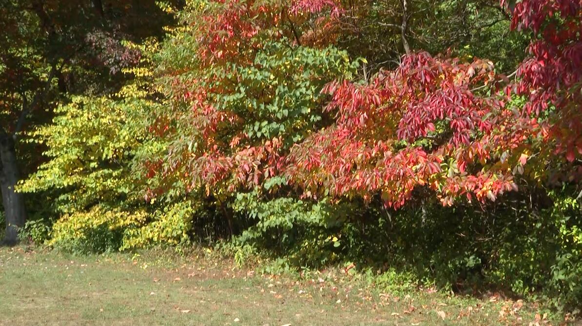 Huntington Weather Extra Covers Fall Foliage and Frost Risk
