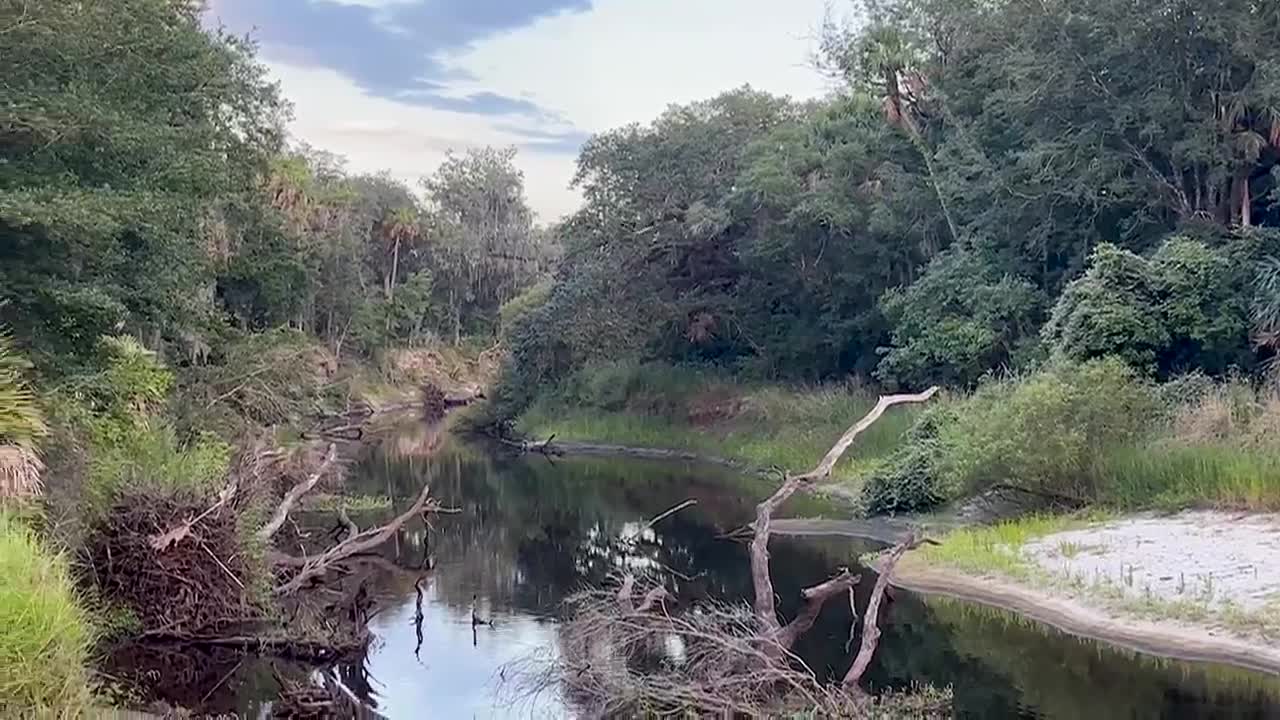 Alligator bites, kills woman swimming in Florida river