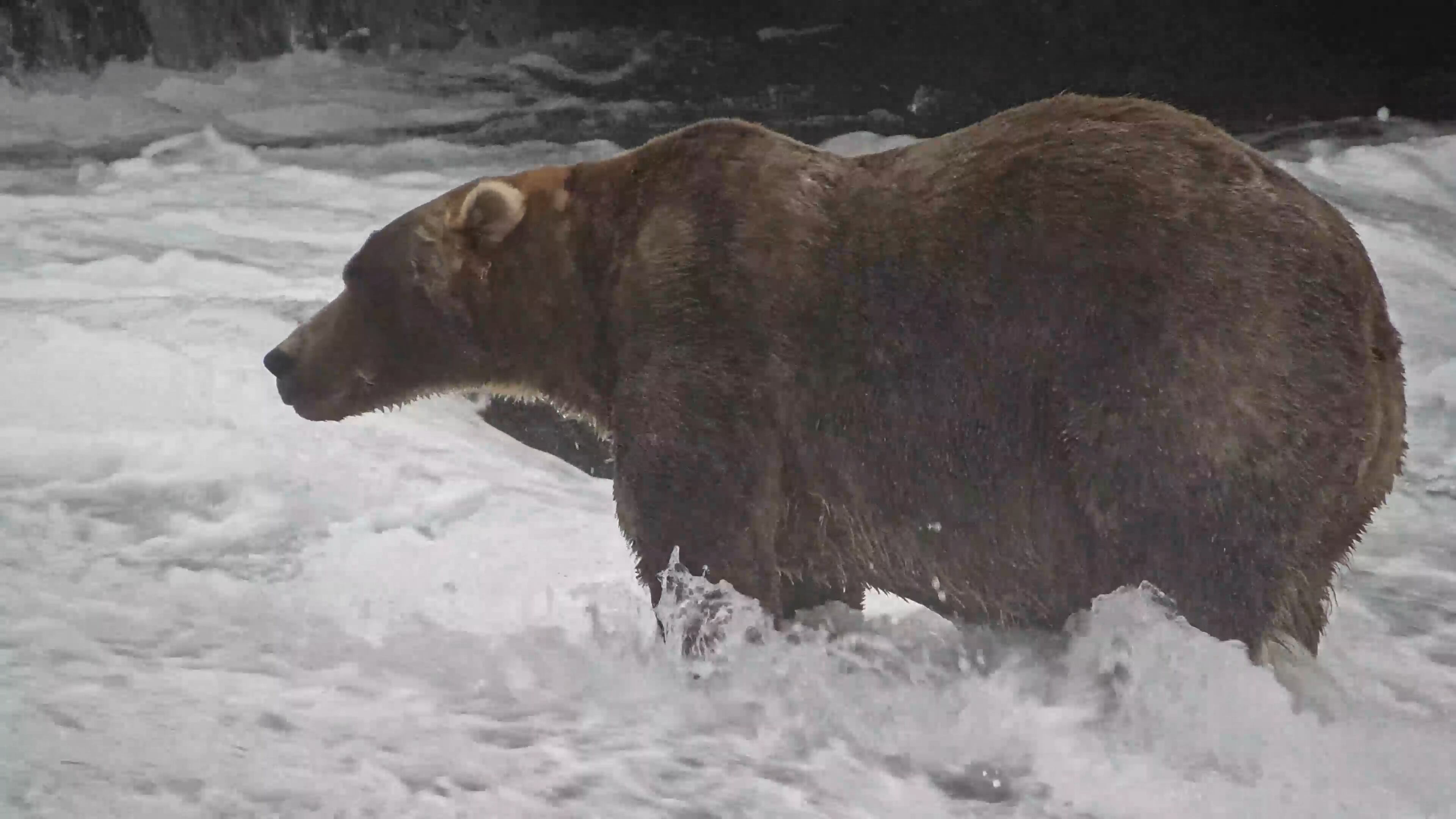 Fat Bear Week crowns unexpected 2026 champion
