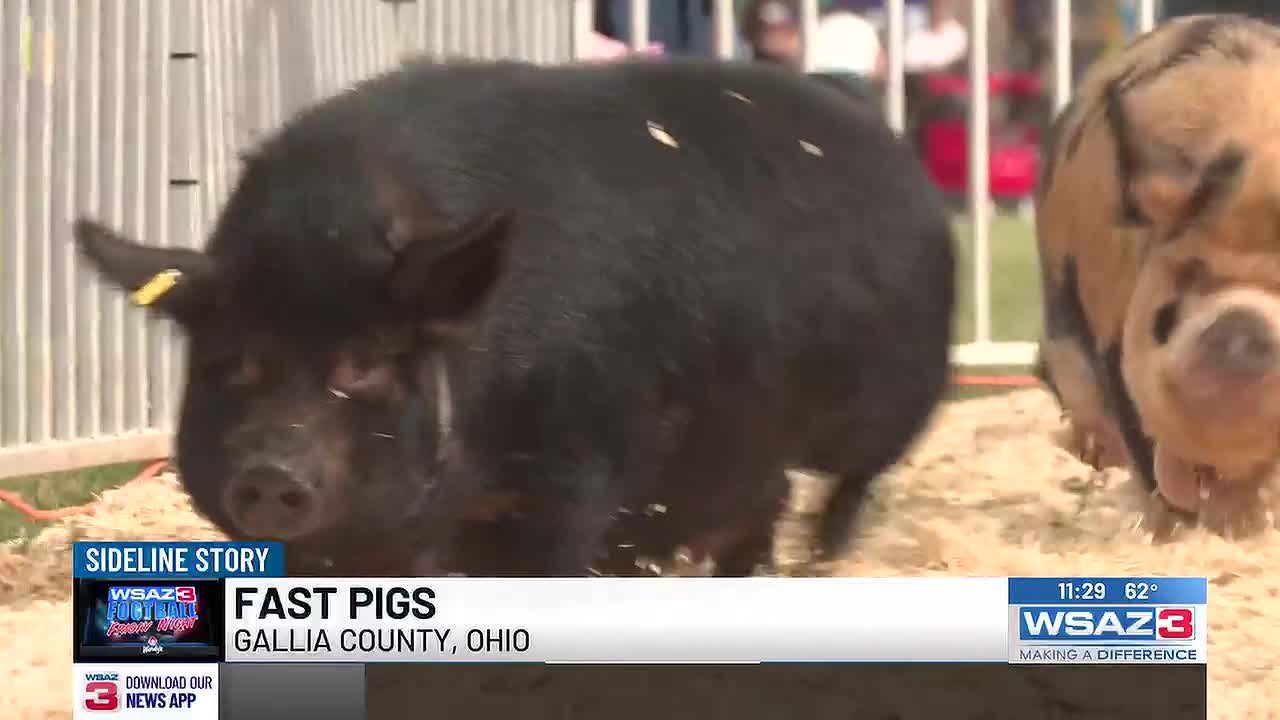 Pigs turn on their jets at Bob Evans Farm Festival