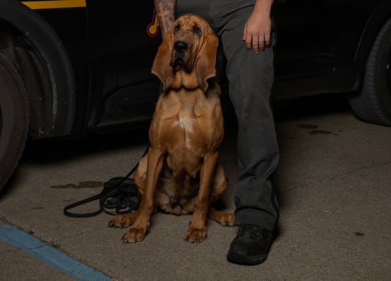 Lawrence County Sheriff’s Office Seeks Public’s Help Locating Missing K9 Bloodhound