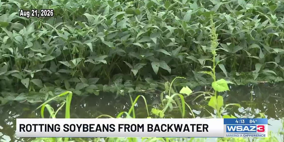 Scioto Bottomlands soybeans