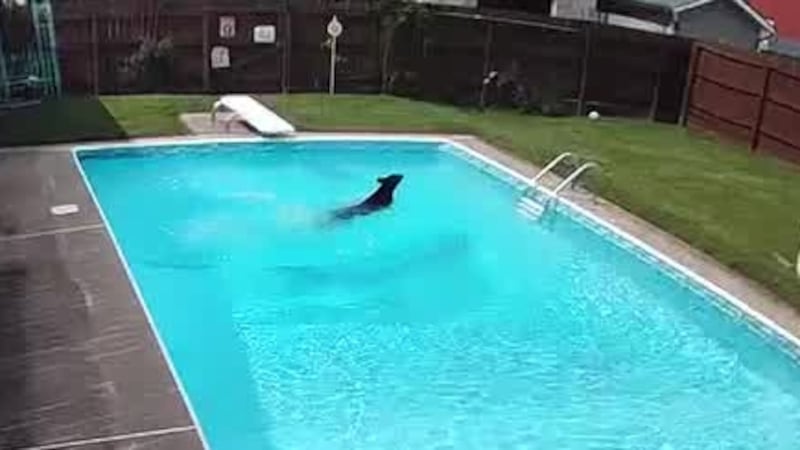 Viewers sent us a video of a young bear jumping over a fence into a private swimming pool to...