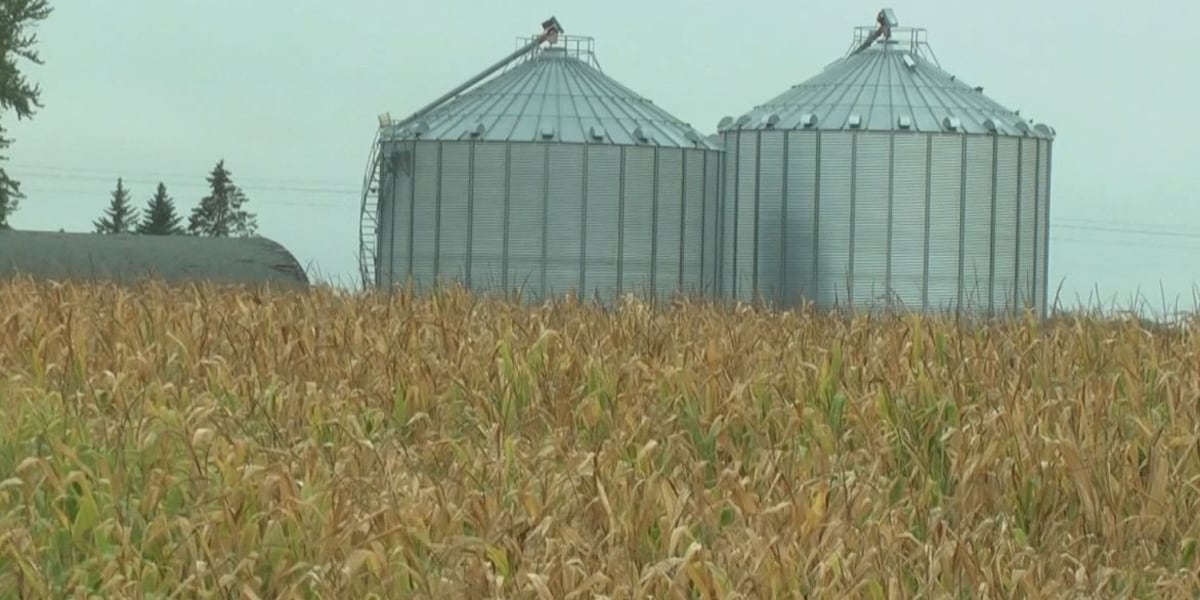 Weather Extra: Crops at risk