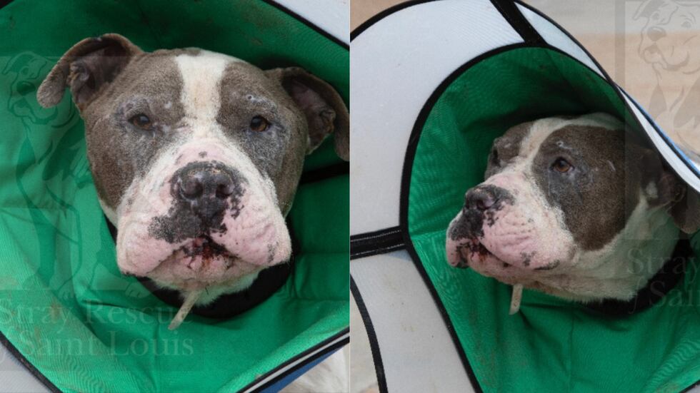 Spartacus after his wound was closed