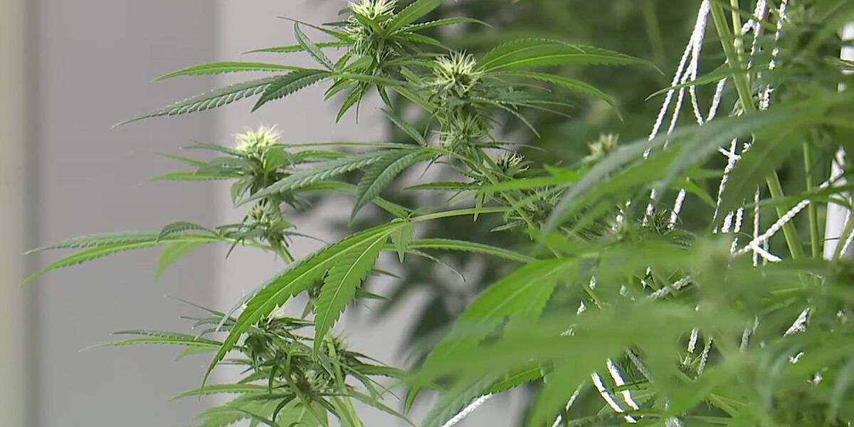 Looking at the rollout of the Kentucky medical cannabis program Looking at the rollout of the Kentucky medical cannabis program