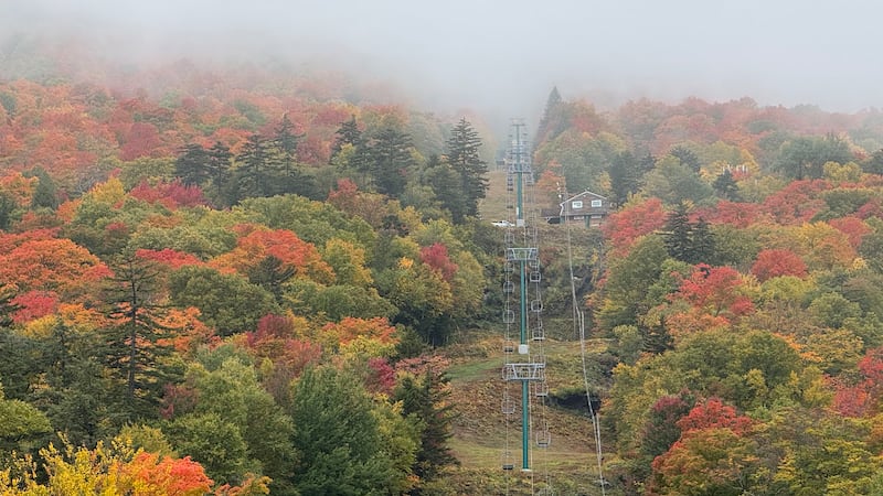 fall foliage