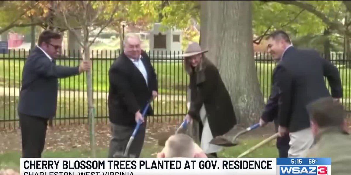 Cherry blossom trees planted at gov. residence