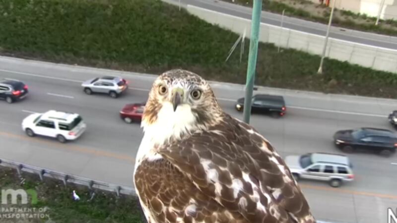 The Minnesota Department of Transportation posted a video on social media Tuesday of a hawk...