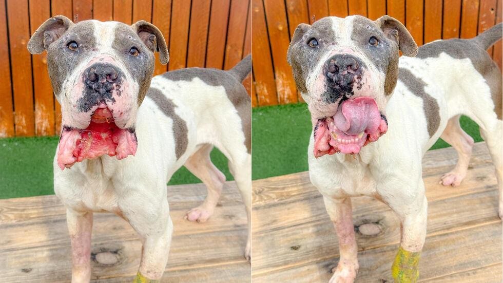 Spartacus about a week into his treatment plan