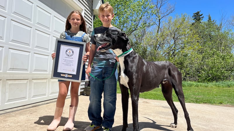 Gentle giant dogs hot sale