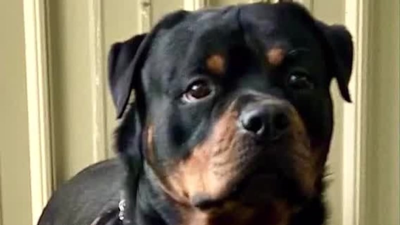 Chris Rottweiler 16-year-old involved in 121 car break-ins in one night, police say