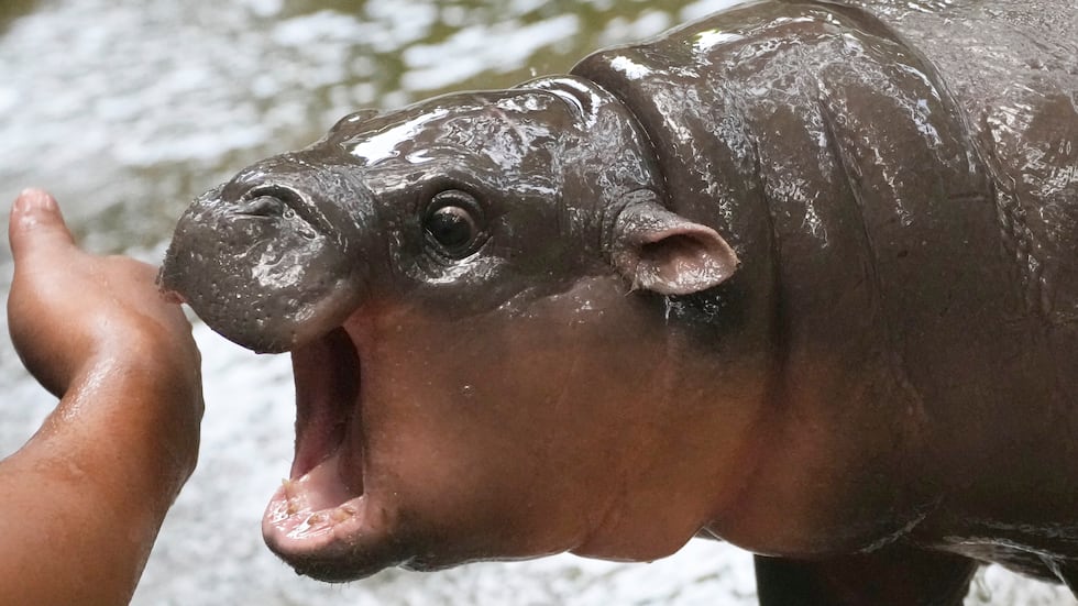 Two-month-old baby hippo Moo Deng plays with a zookeeper in the Khao Kheow Open Zoo in...