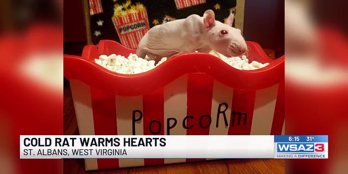 Cold rat warms the hearts of many