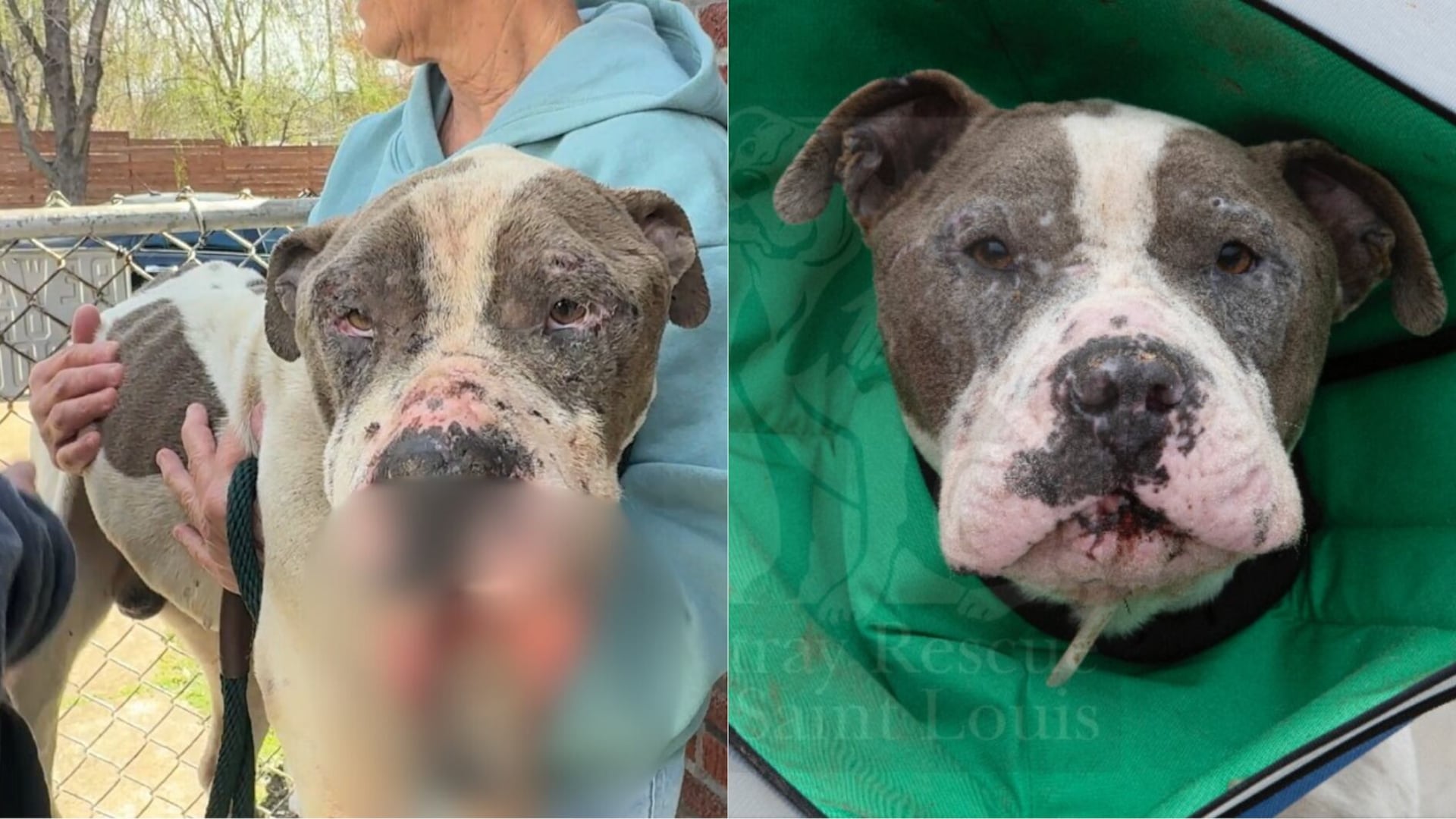 'Never seen anything like this': Dog tied to dumpster with brutal injuries  saved by rescue group