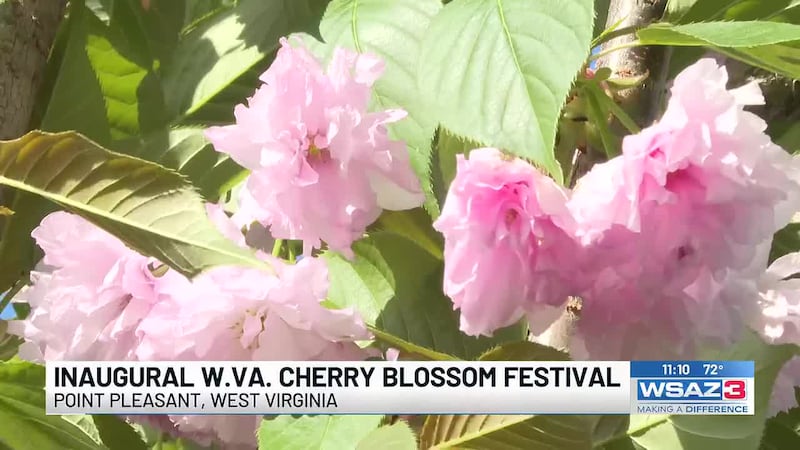 The inaugural West Virginia Cherry Blossom Festival is underway in Point Pleasant.